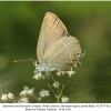 satyrium acaciae acaciae female 6